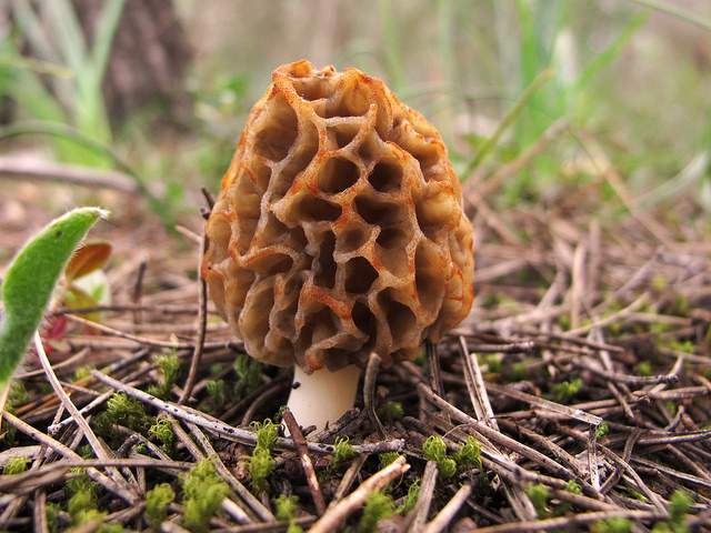 Morel by 70626035@N000